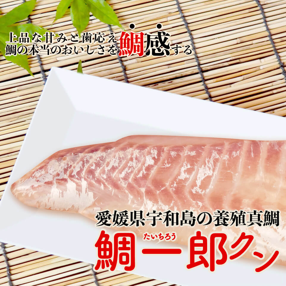 【送料無料】 愛媛県宇和島の養殖マダイ「鯛一郎クン」お刺身用（魚体 1.8kg ～ 2.2kg）1尾分<br> 真鯛  魚 柵 海鮮 新鮮  刺身 カルパッチョ 塩焼き お買い物マラソン 父の日 プレゼント お中元 お歳暮 正月 産地直送 お取り寄せ