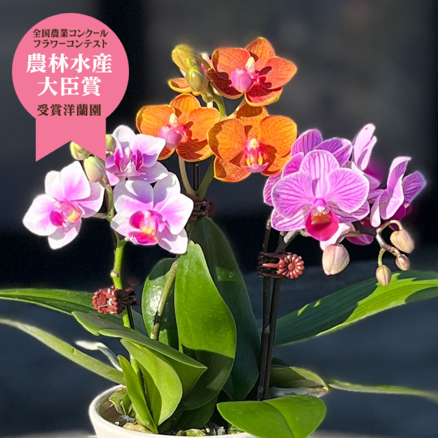 100％品質 誕生日 花 プレゼント 花鉢 ラン鉢 ミディ胡蝶蘭 ランラン 送料無料 ネット限定 お祝い 開店祝い 鉢花 