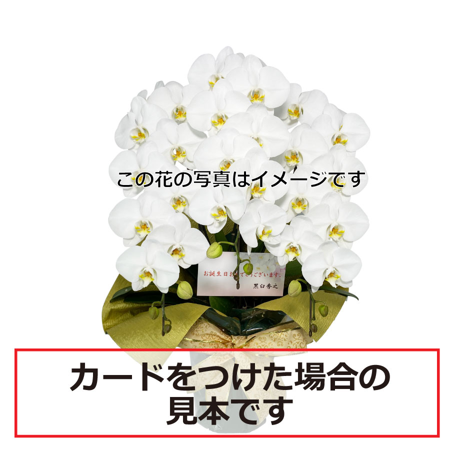 新着の-胡蝶蘭 大輪 1本立ち(10輪程度) らんや •黒臼洋蘭園 お祝い 母