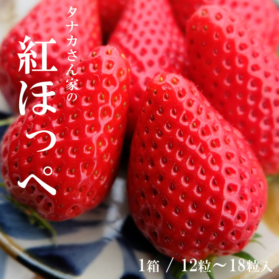 楽天市場 いちご 紅ほっぺ 12 18粒 予約販売 順次発送予定 滋賀県産 苺 イチゴ 産地直送 プレゼント 贈り物 大きい 朝採れ 早採れ 完熟 お花見 入学祝い ホワイトデー いちごフェア ひな祭り 雛祭り だんらん 日曜の晩ごはん