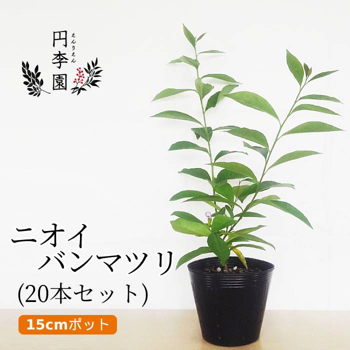 送料無料 ニオイバンマツリ15cmポット樹高30 50cm前後 鉢植え 庭木 花壇 生垣 ガーデニング 園芸 鑑賞用 紫色から白に変化する花 半 常緑低木 においばんまつり 匂蕃茉莉 ブルンフェルシア Brunfelsia Latifolia 柔らかい