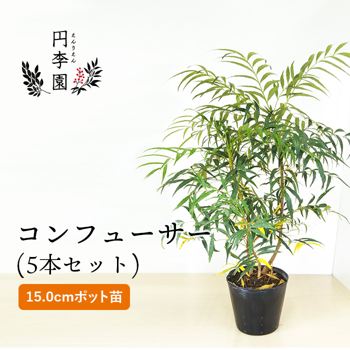 楽天市場】サカキ10.5cmポット【1本】樹高30～50cm前後 / 鉢植え・庭木