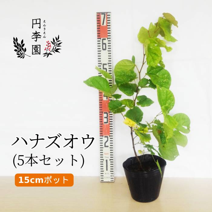 市場 送料無料 落葉低木 鉢植え ハナズオウ15cmポット ガーデニング 庭木 雑木 花壇 生垣 樹高40 60cm位 園芸 5本セット