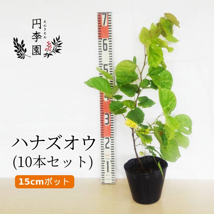 送料無料 ハナズオウ15cmポット 花壇 園芸 10本セット 生垣 樹高40 60cm位 ガーデニング 落葉低木 鉢植え 庭木 雑木 シンボルツリー