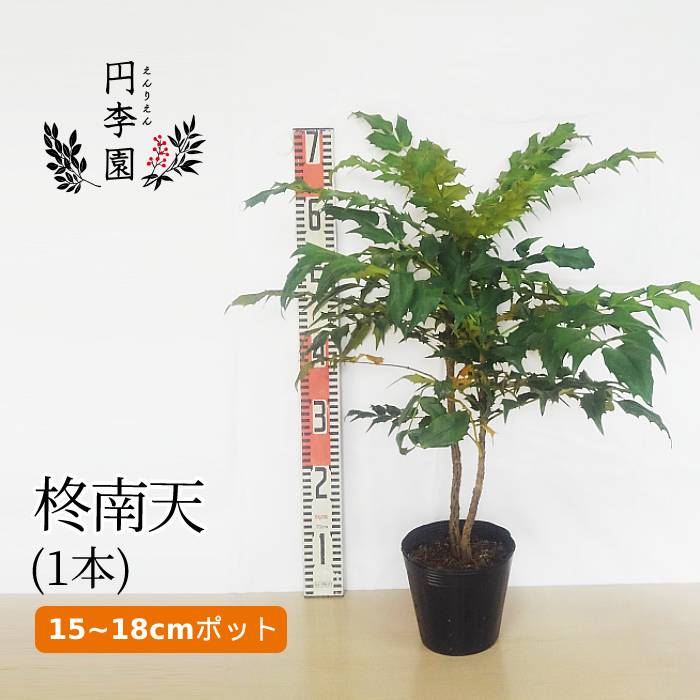 送料無料 ヒイラギズイナ15cmポット樹高30 50cm前後 鉢植え 庭木 花壇 生垣 ガーデニング 園芸 シンボルツリー 雑木 目隠し 成長は穏やかで春に白い房状の花が咲く 常緑小高木 ひいらぎずいな 柊随菜 ユキノシタ科 Itea Oldhamii 最新作の