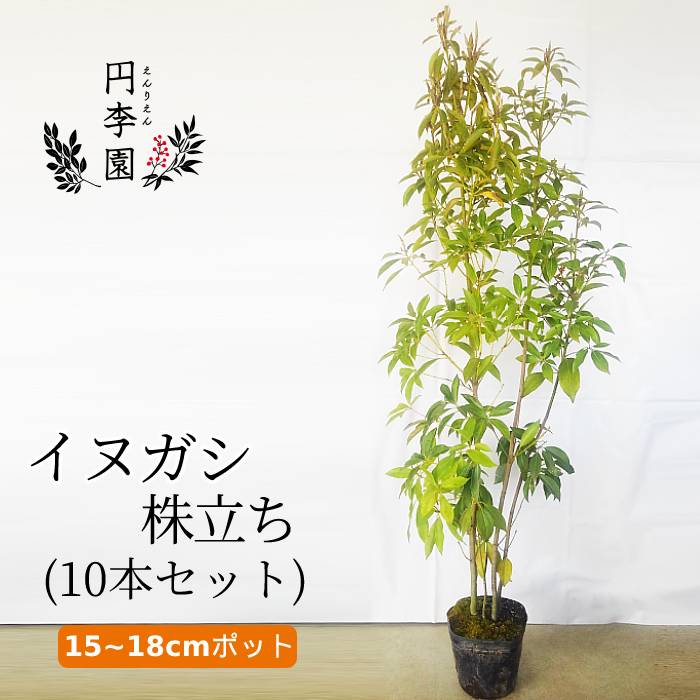 送料無料 イヌガシ株立ち15 18cmポット 10本セット 花 観葉植物 100 1cm前後 観葉植物 鉢植え 庭木 花壇 生垣 ガーデニング 園芸 人気のシンボルツリー マツラニッケイ いぬがし 犬樫 春に赤い花が咲く葉裏の白い木 Neolitsea Aciculata 流行り出す木