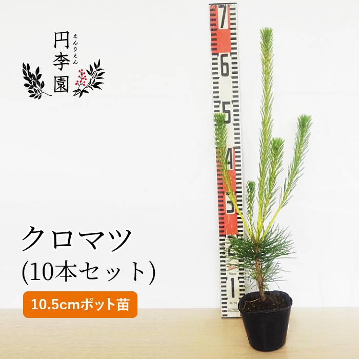 名入れ無料】 クロマツ 樹高0.5m前後 10.5cmポット 単 品 苗 植木 苗木