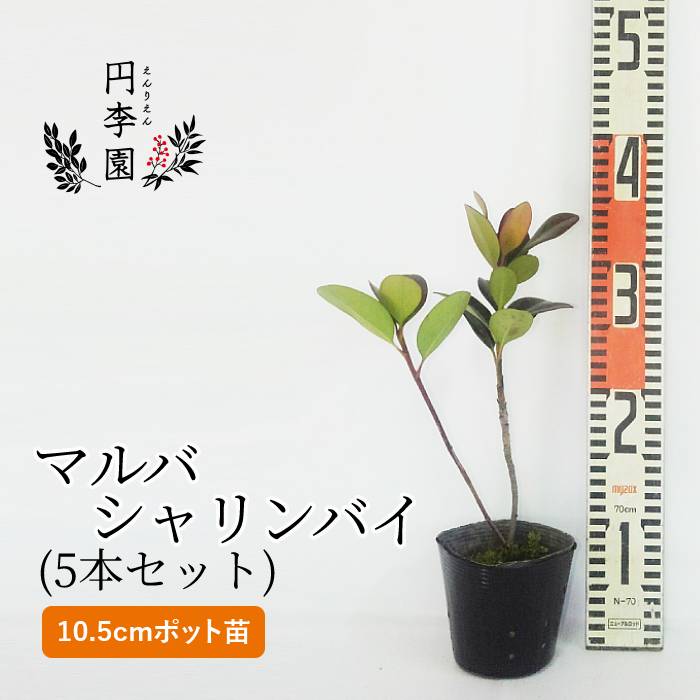 ◇限定Special Price ゲッケイジュ 樹高0.7m前後 15cmポット げっけいじゅ 月桂樹 苗 植木 苗木 fucoa.cl