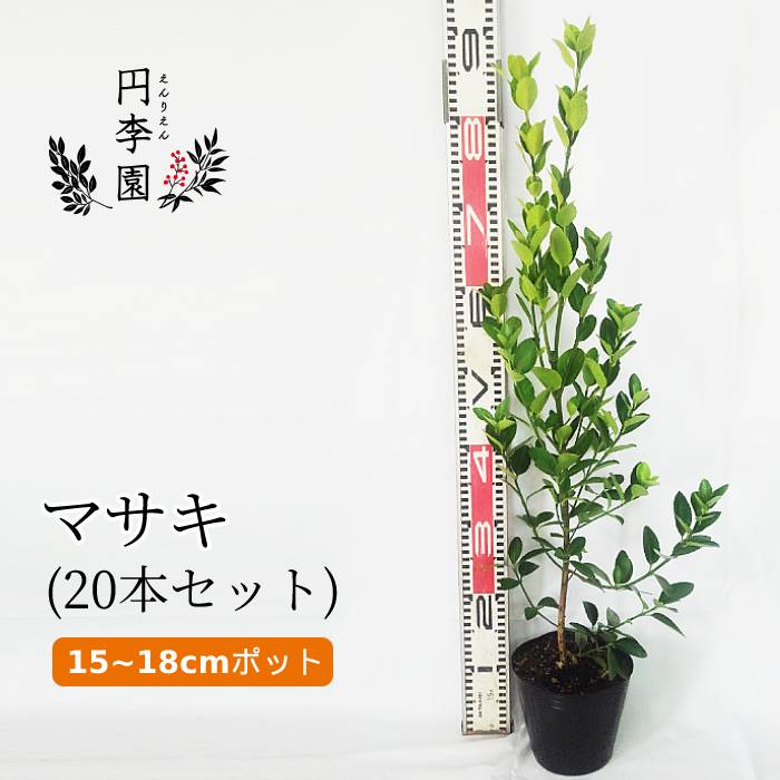 SALE】 送料無料 マサキ15cmポット樹高50〜80cm前後 鉢植え 庭木 花壇 生垣 ガーデニング 園芸 まさき 柾 正木 潮風に強い 目隠し用  Euonymus japonicus qdtek.vn