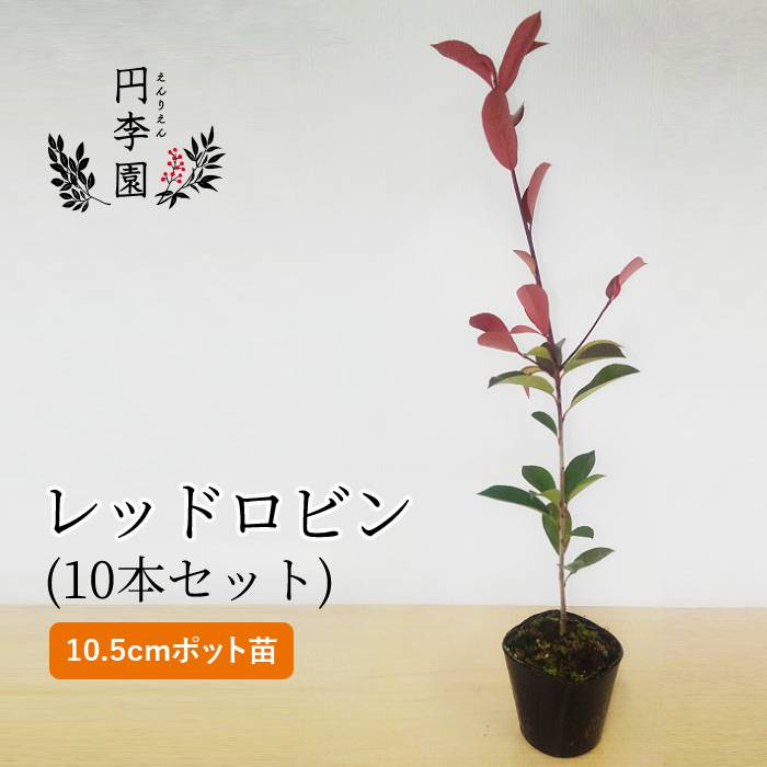 楽天市場 紅カナメモチ10 5cmポット 1本 40cm前後 鉢植え 庭木 花壇 生垣 ガーデニング 園芸 べにかなめもち 新芽が赤く鮮やかな木 円李園