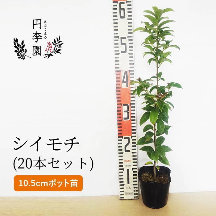 市場 送料無料 園芸 鉢植え ひそかに人気のシンボルツリー 生垣 花壇 庭木 ガーデニング シイモチ10 5cmポット 本セット 樹高30 50cm前後