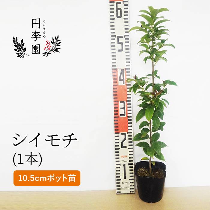市場 シイモチ10 5cmポット ひそかに人気のシンボルツリー 園芸 花壇 庭木 生垣 ガーデニング 1本 樹高30 50cm前後 鉢植え
