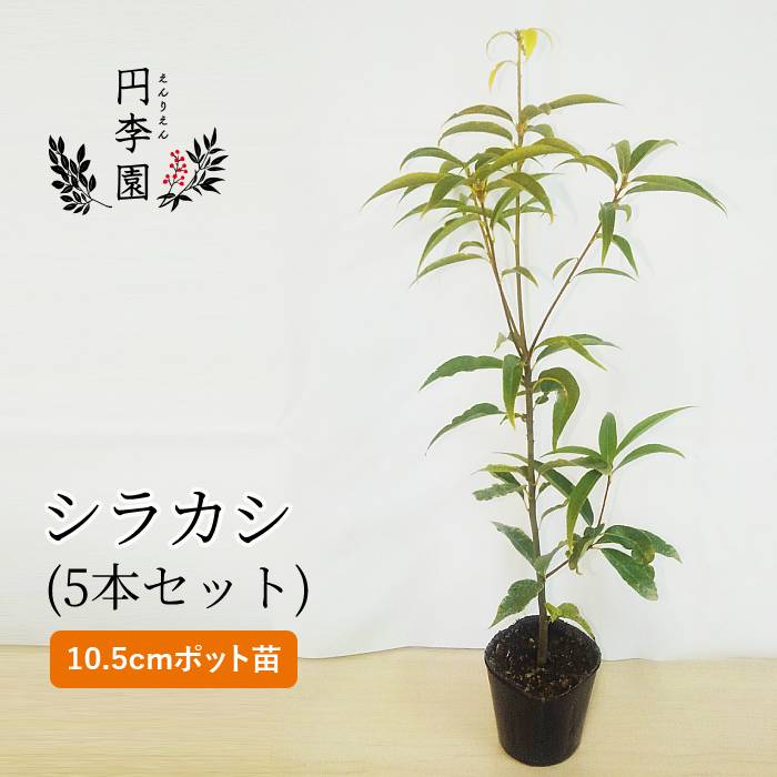 海外限定 ガーデニング ホソバカシ 白樫 シラカシ10 5cmポット樹高40 60cm前後 どんぐりの木 庭木 黒樫 くろかし しらかし 鉢植え 園芸 壁木 生垣 花壇 シンボルツリー 花 観葉植物 海外限定 ガーデニング ホソバカシ 白樫 シラカシ10 5cmポット樹高40 60cm前後 どんぐりの木 庭木 黒樫 くろかし しらかし 鉢植え 園芸 壁木 生垣 花壇 シンボルツリー 花 観葉植物