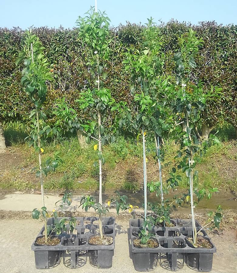 在庫一掃 送料無料 ソヨゴ15 18cmポット樹高100 1cm前後 鉢植え 庭木 花壇 生垣 ガーデニング 園芸 シンボルツリー 雑木 目隠し 春に白い花が咲き秋に赤い実が付く 常緑小高木 ソヨギ フクラシバ そよご モチノキ科 Ilex Pedunculosa Fucoa Cl