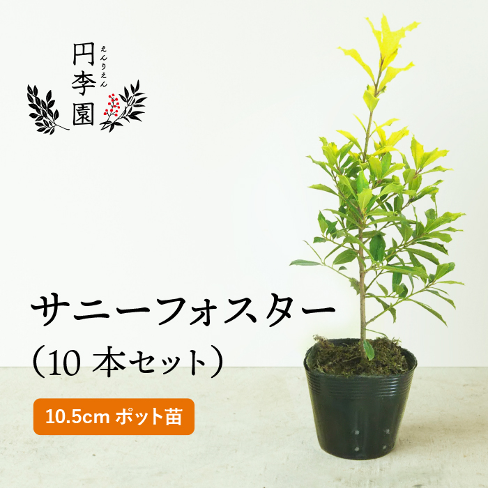 送料無料 サニーフォスター10 5cmポット 10本セット 0 3m前後 鉢植え 庭木 花壇 生垣 ガーデニング 園芸 Lojascarrossel Com Br