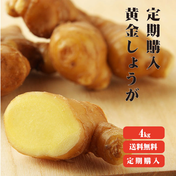 定期購入【送料無料】 高知県産　黄金生姜 4ｋｇ