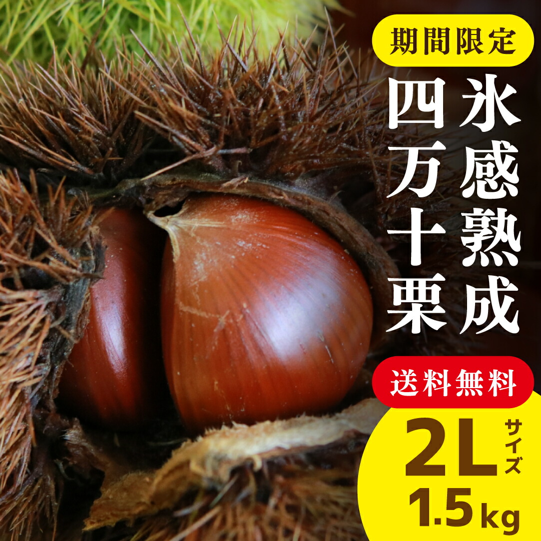 楽天市場】愛媛の栗通販 日向 大峰 筑波 銀寄 紫峰 石鎚 岸根等。品種