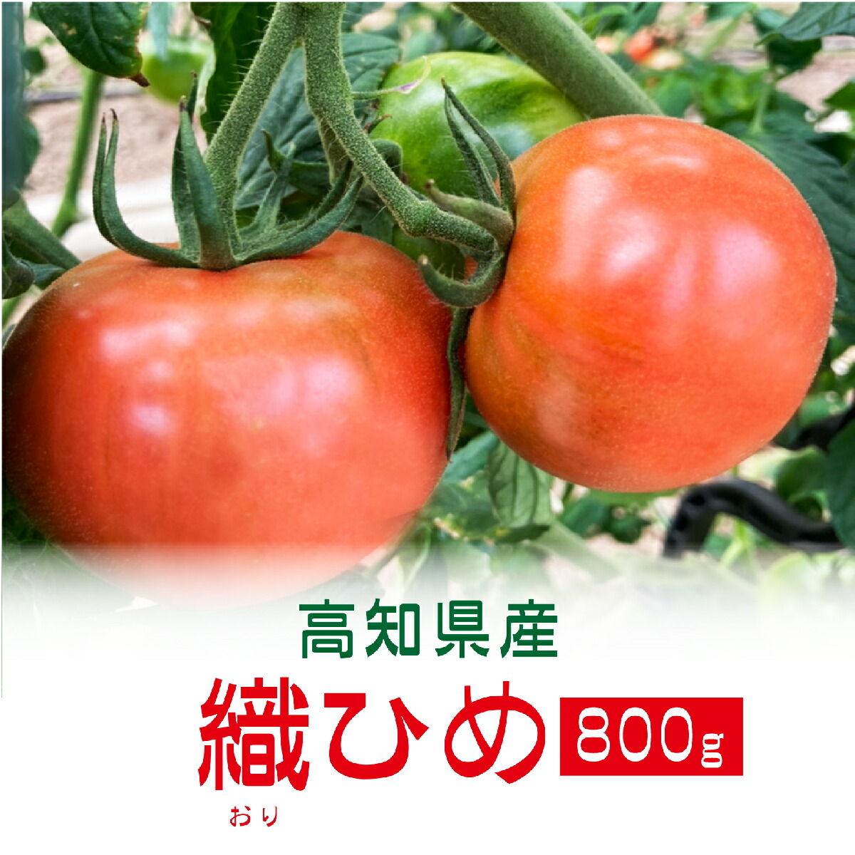 楽天市場 高糖度フルーツトマト 織ひめ 800g 高知 特産 送料発生 国産生姜専門 黄金の里