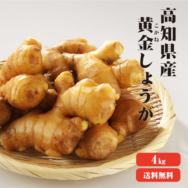 【送料無料】高知県産　黄金生姜　4Ｋｇ　|生姜 国産 黄金しょうが 酢しょうが しょうが 紅茶 ショウガ 生姜 保存 生姜 生姜 効能 根生姜