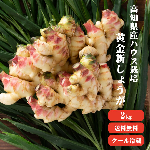 新物　新生姜　安いよ　355 2710010008.jpg