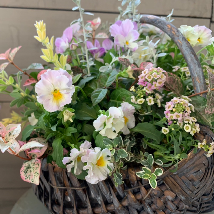 限定 3月上旬まで 当店がお選びする パンジー ビオラ 季節のお花 リーフ 寄せ植え achc Org