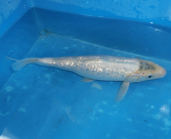 谷口養鯉景色創製 魚族白浅黄 33 Amfaholding Com