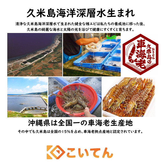 楽天市場 久米総合開発 車海老 500g 15 19尾入 2パック 活〆急速冷凍 送料無料 特大 15 17cm えび エビ 海老 車エビ 車えび くるまえび 沖縄 久米島 産地直送 刺身 しゃぶしゃぶ 海老フライ 塩焼き こいてん 楽天市場店 楽天市場 久米総合開発 車海老 500g 15 19尾入 2パック 活〆急速冷凍 送料無料 特大 15 17cm えび エビ 海老 車エビ 車えび くるまえび 沖縄 久米島 産地直送 刺身 しゃぶしゃぶ 海老フライ 塩焼き こいてん 楽天市場店