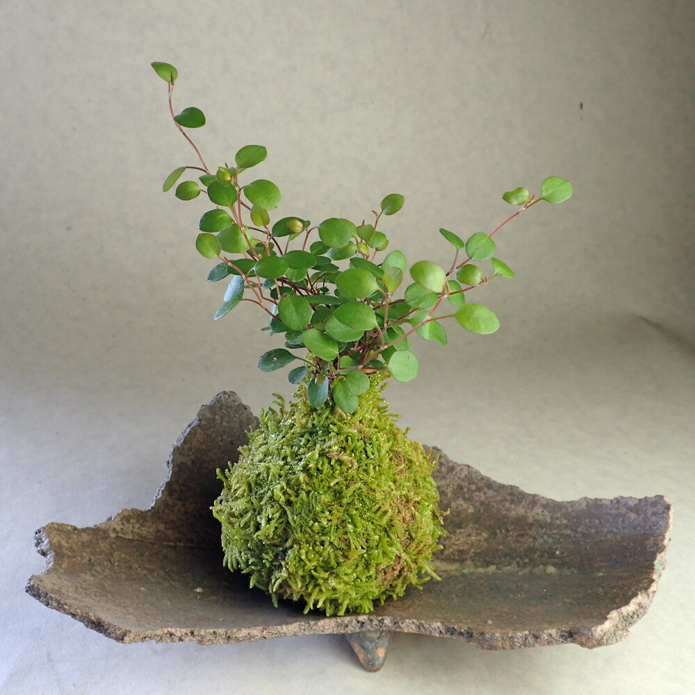 楽天市場】苔玉 ガジュマル 苔 グリーンインテリア 植物 小物 緑