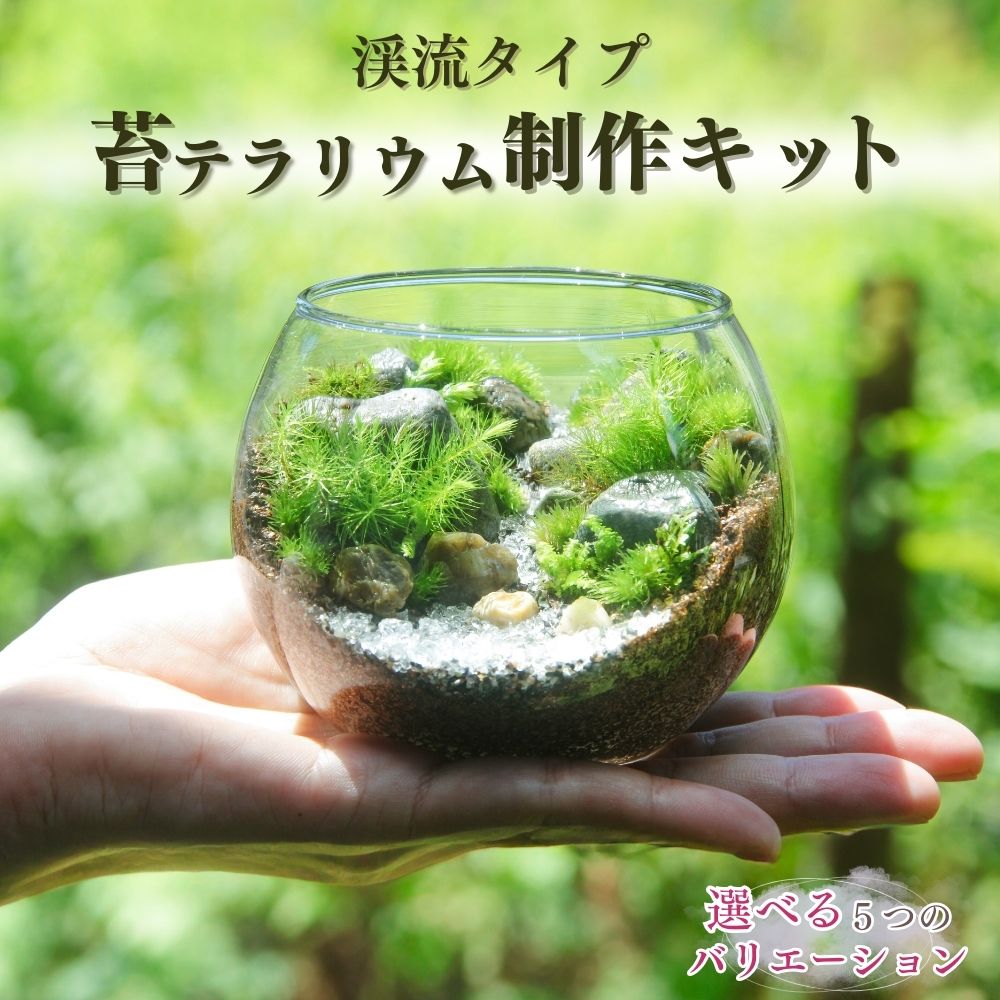 楽天市場】【 苔テラリウム用の水 】500cc・1000cc・1500ccの3種類 : 苔むすび 楽天市場店
