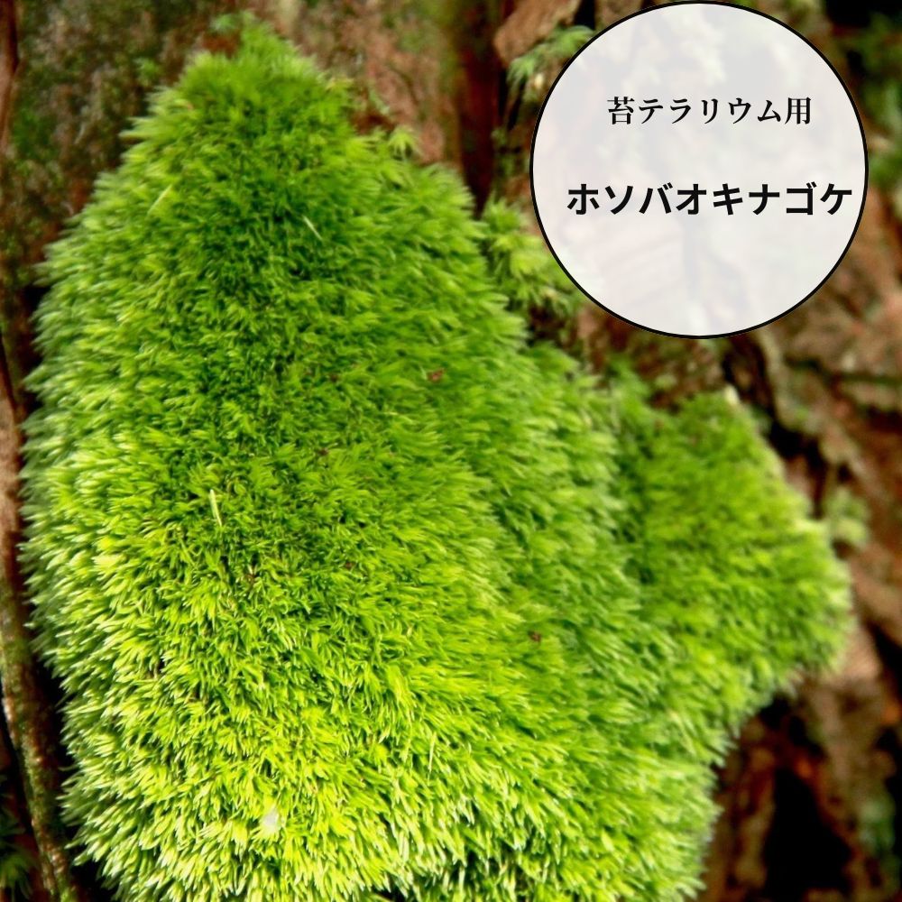 楽天市場】苔 【苔パック ホソバオキナゴケ 】苔テラリウム 苔パック
