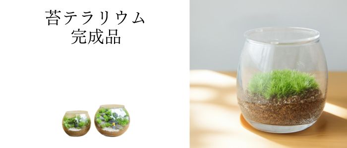楽天市場】 苔むすび 楽天市場店 【カテゴリ一覧】