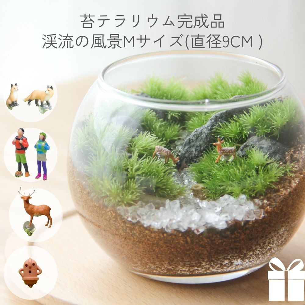 楽天市場】苔神社 金魚鉢 苔テラリウム 手作りキット一式 観葉