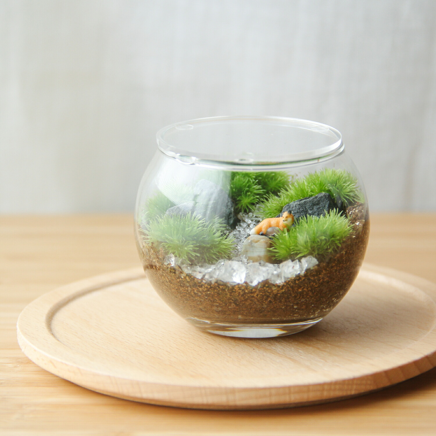 苔テラリウム一品物シリーズ（1） | 「ちいさな苔屋さん」ネット