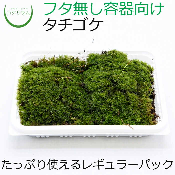 【楽天市場】【テラリウム コケリウム 苔 コケ 苔テラリウム 苔リウム アクアリウム アクアテラリウム 観葉植物 園芸 ハイドロカルチャー ...