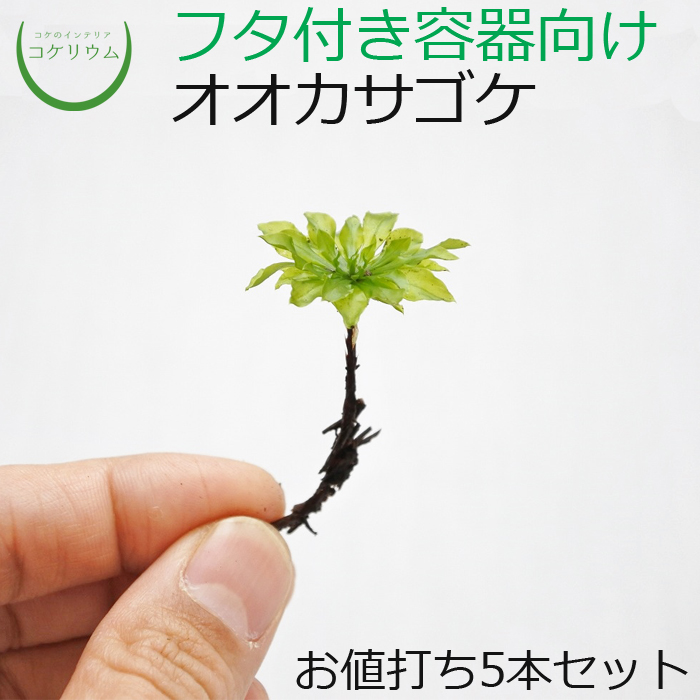 楽天市場 観葉植物 おしゃれ ミニ テラリウム コケリウム 苔 コケ 苔テラリウム 苔リウム アクアリウム アクアテラリウム 園芸 ハイドロカルチャー ガーデニング グリーン インテリア 緑 苔盆栽 癒し 初心者 オオカサゴケ 1本単位 コケのインテリア コケリウム