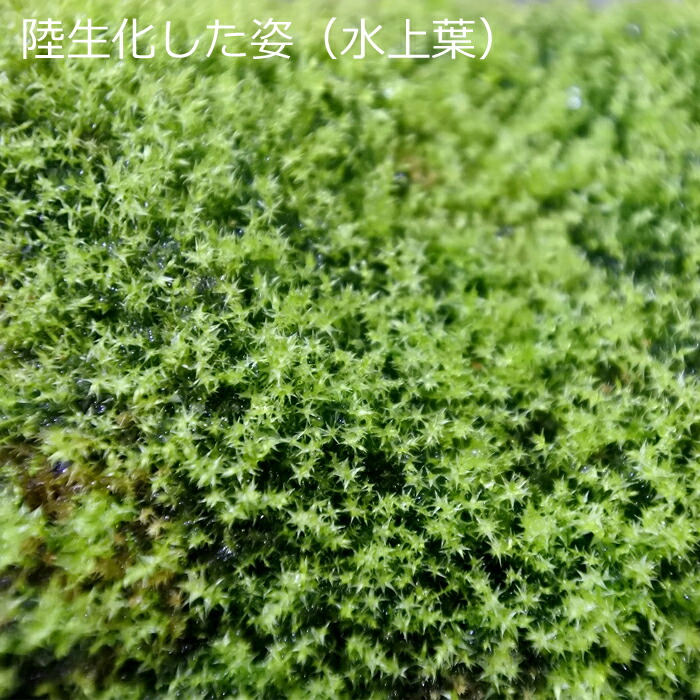 テラリウム コケリウム 蘚 コケ 苔テラリウム 苔リウム 水族館 アクアテラリウム 観葉植物 園芸 ハイドロ文化 ガーデニング 翠緑 内装 グリーン 苔盆栽 癒し Moss 初心者 絶類ウィローモス 苔なっこブリード Hotjobsafrica Org