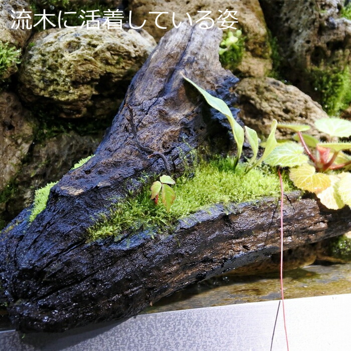 テラリウム コケリウム 蘚 コケ 苔テラリウム 苔リウム 水族館 アクアテラリウム 観葉植物 園芸 ハイドロ文化 ガーデニング 翠緑 内装 グリーン 苔盆栽 癒し Moss 初心者 絶類ウィローモス 苔なっこブリード Hotjobsafrica Org