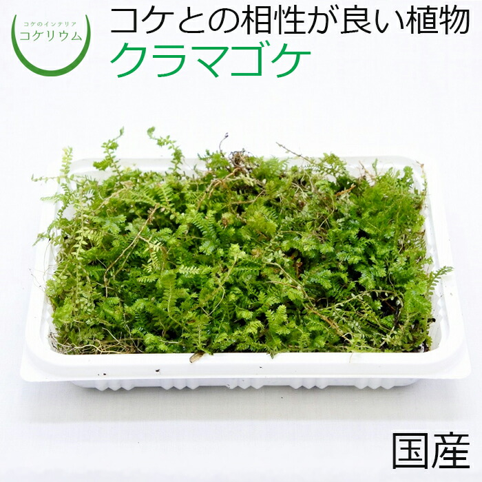 楽天市場 テラリウム コケリウム シダ シダ植物 山野草 苔 コケ 苔テラリウム 苔リウム アクアリウム アクアテラリウム 観葉植物 園芸 ハイドロカルチャー ガーデニング グリーン インテリア 緑 苔盆栽 癒し Moss 初心者 パック クラマゴケ コケのインテリア コケリウム