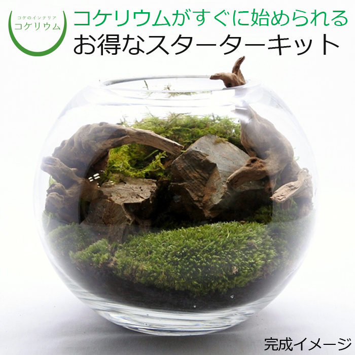 楽天市場 送料無料 観葉植物 おしゃれ ミニ テラリウム キット コケリウム 苔 コケ 苔テラリウム 苔リウム アクアリウム アクアテラリウム 園芸 ハイドロカルチャー ガーデニング グリーン インテリア 緑 苔盆栽 癒し Moss 初心者 パック セット コケリウムキット