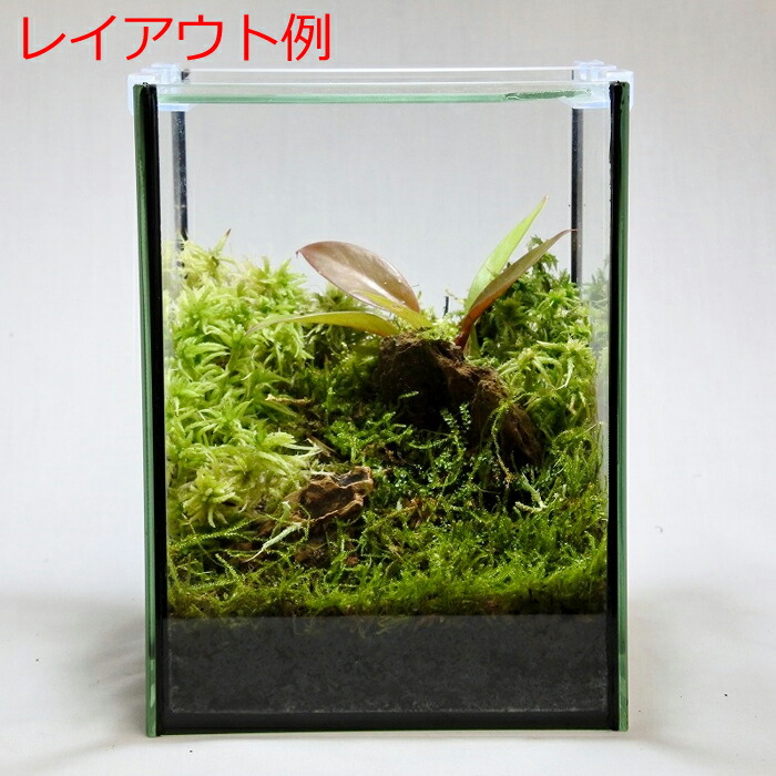 テラリウム コケリウム 苔 コケ 苔テラリウム 苔リウム アクアリウム アクアテラリウム 観葉植物 園芸 ハイドロカルチャー ガーデニング グリーン インテリア 緑 苔盆栽 癒し Moss 初心者 フィロデンドロン レッドキング Educaps Com Br