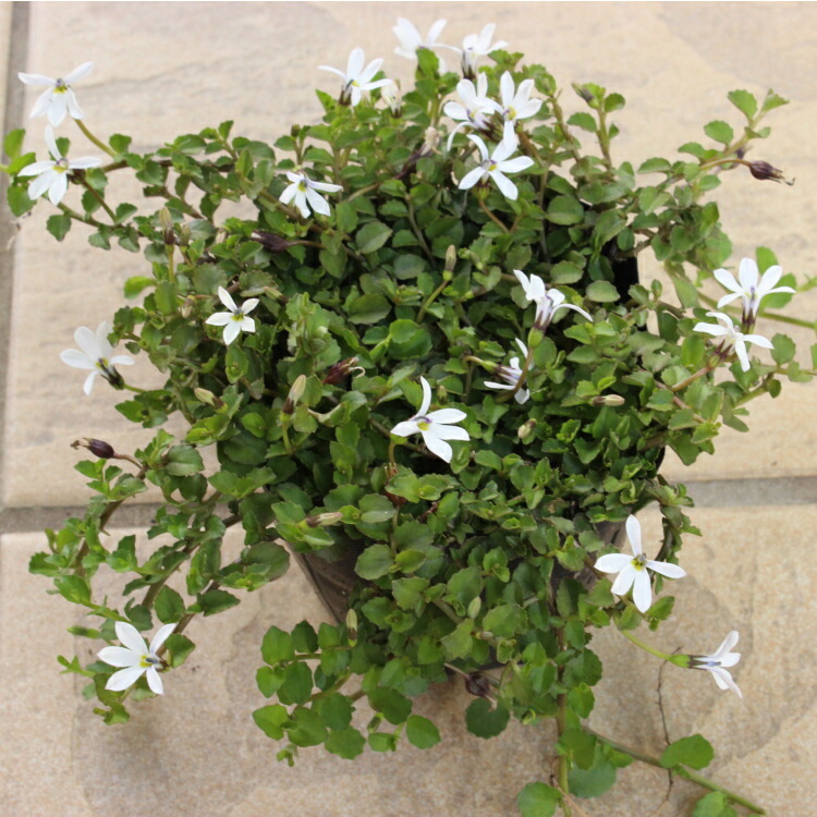 楽天市場】ポリゴナム 6ポットセット 苗 9センチポット 花苗セット