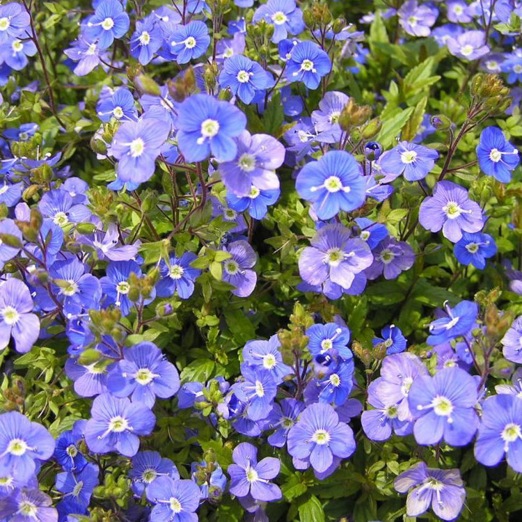 【楽天市場】ブルーの小花いっぱい！ベロニカ ジョージアブルー 苗 9センチポット：ここなぎ