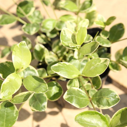 楽天市場】多肉植物 ワテルメイエリー クラッスラ属 7.5センチポット 2