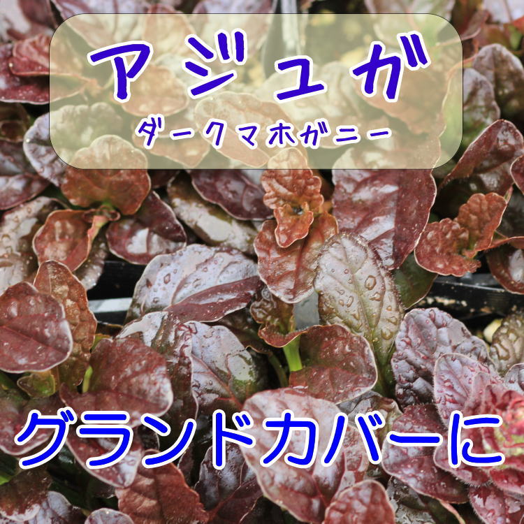 楽天市場】多肉植物 ワテルメイエリー クラッスラ属 7.5センチポット 2