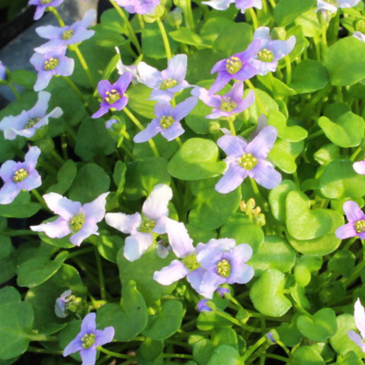 楽天市場】多肉植物 ワテルメイエリー クラッスラ属 7.5センチポット 2