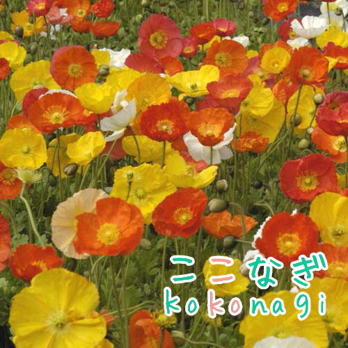 楽天市場】多肉植物 ワテルメイエリー クラッスラ属 7.5センチポット 2