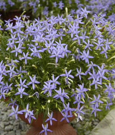 楽天市場 選べる3色 イソトマ ローレンティア 苗 9センチポット 3号 ここなぎ