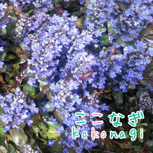 楽天市場】ポリゴナム 6ポットセット 苗 9センチポット 花苗セット