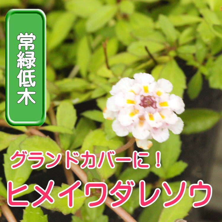 楽天市場】◇耐寒性マツバギク 苗 9センチポット 松葉 : ここなぎ