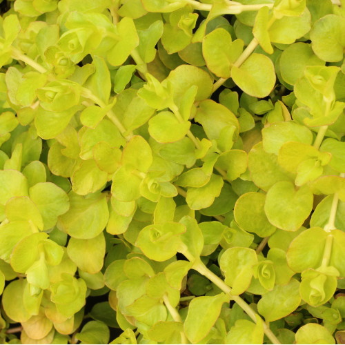 ポリゴナムご相談 ポリゴナム🌸「2025記録 1月〜6月🌷」のアルバム-みんなの趣味の園芸